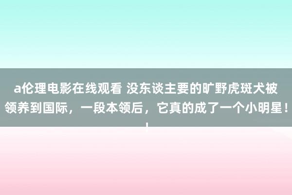 a伦理电影在线观看 没东谈主要的旷野虎斑犬被领养到国际，一段本领后，它真的成了一个小明星！