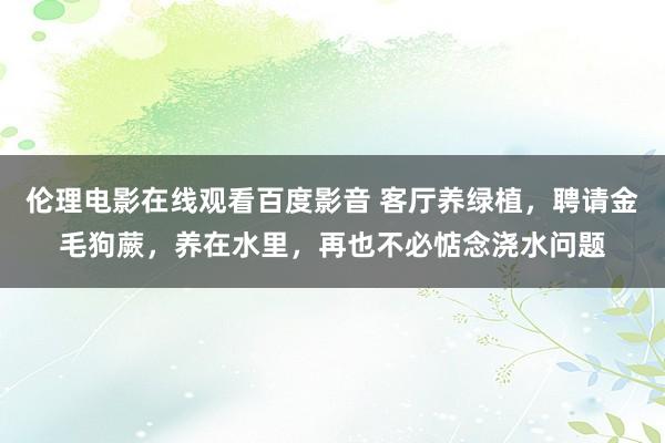 伦理电影在线观看百度影音 客厅养绿植，聘请金毛狗蕨，养在水里，再也不必惦念浇水问题