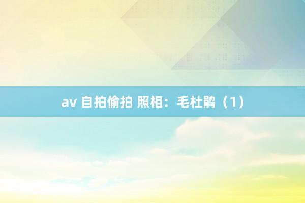 av 自拍偷拍 照相：毛杜鹃（1）